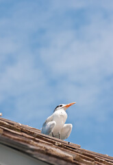 Royal tern standing on roof of a wood pier shed with a fishing hook in chest 