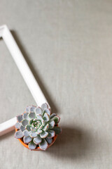 Succulents on a background of linen fabric. Home decor and gardening concept.