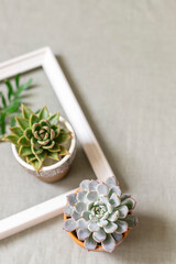 Fototapeta na wymiar Succulents on a background of linen fabric. Home decor and gardening concept.