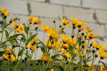 yellow flowers on the grass,  цветы тапинамбура