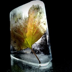 abstract photo with autumn leaf frozen in a piece of ice