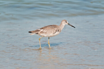 marbled godwits, seabird, walking a tropical, sandy, shoreline, search for small clams in gulf of Mexico, on sunny day 