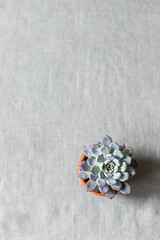 Succulents on a background of linen fabric. Home decor and gardening concept.