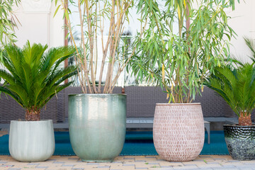 palm trees in pots. Tropical trees near the cafe