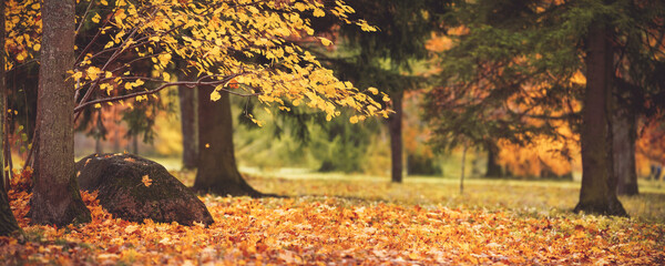 trees with multicolored leaves on the grass in the park