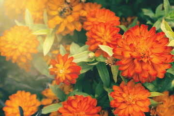 Zinnia flowers close up as a beautiful autumn background.