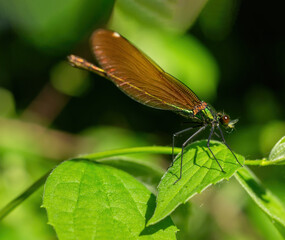 Dragonfly landed on the green leaf and eating little insect