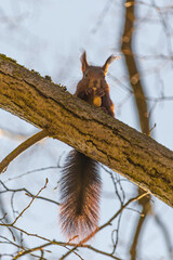 Squirrel in the tree