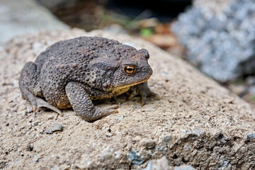 Erdkröte ( Bufo bufo ).