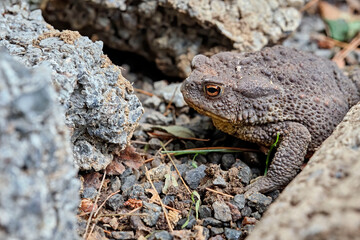 Erdkröte ( Bufo bufo ).