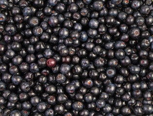 Lots of black mountain ash top view, berry background. The concept of natural products.