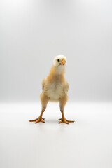 Isolated Little Rhode Island Red baby chicken team stand in a row on solid white clear background in studio light.