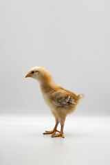 Isolated Little Rhode Island Red baby chicken team stand in a row on solid white clear background in studio light.