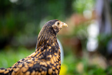 Close up SeBright Chick brown colour in the green garden blur background..