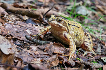 Grasfrosch ( Rana temporaria ).