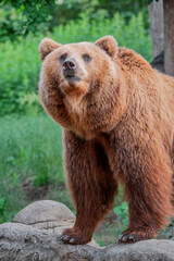 Naklejka na ściany i meble Kamchatka brown bear (Ursus arctos beringianus)