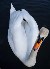 Swan close up vivid colours