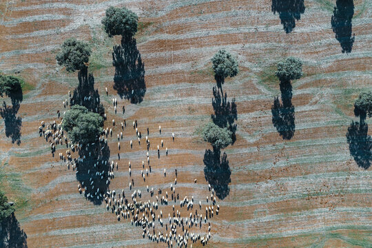 Vista aerea de un reba&ntilde;o de obejas en campo castellano