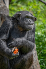 Chimpanzee (Pan troglodytes)