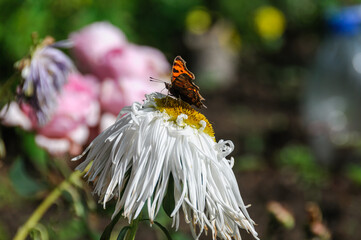 Fototapete bei efototapeten.de bestellen   