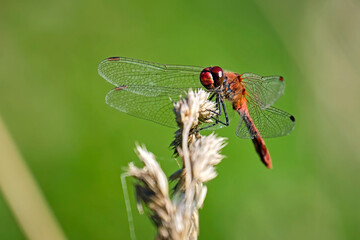 Blutrote Heidelibelle ( Sympetrum sanguineum ).