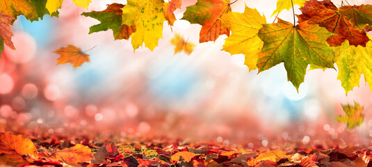 Bunte Blätter im Herbst verzieren einen breiten unscharfen Hintergrund im Wald
