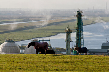 Horses against industrial background