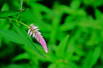 Beautiful Celosia argentea (Cockscomb, Chainese Wool) purple and white flower with blurred green leaves background.