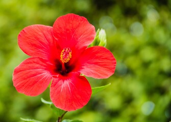 Rote Hibiskusblüte Makro