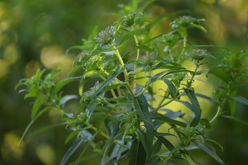 Plant on a green background, green bushes, natural, ecology