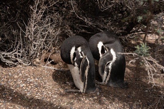 Magellan Penguins