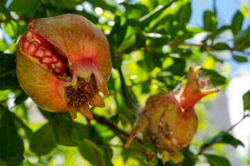 pomegranate fruit on tree