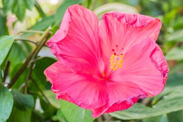 Pinke Hibiskusblüte 