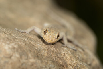 Ein Ägäischer Nacktfinger Gecko frontal auf einem Stein