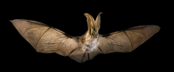Long-eared bat isolated on black