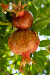 pomegranate fruit on tree