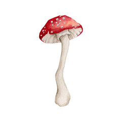 Watercolor amanita mushroom clipart