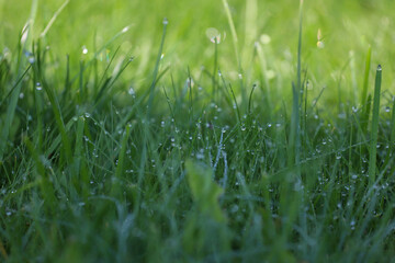 Green grass, lawn, lawn, mowed lawn, morning dew