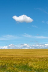 Fototapeta na wymiar Single white cloud in a clear blue sky above a golden wheat field in the countryside.