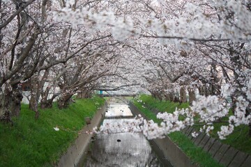 cherry blossom in spring