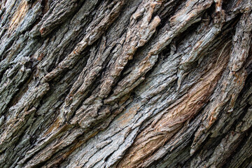 bark of a tree