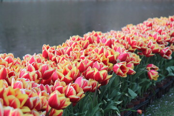tulips in the garden