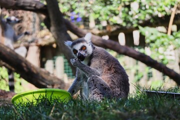 The Ring-Tailed Lemur (Lemur Catta) is a Large Strepsirrhine Primate with Black and White Ringed Tail. Cute Lemur Sits on Grass and Eats next to Green Bowl.