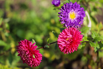 Obraz premium Pink and purple flowers, sunny day