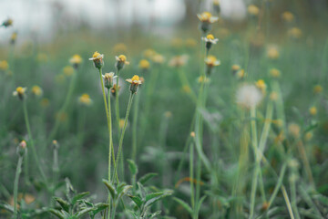 closeup of little buttercups in the grassland