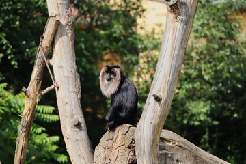 Macaque with Black Hair and Silver-White Mane Sits on the piece of Wood in Zoo during Sunny Day. Lion-Tailed Macaque (Macaca Silenus), or the Wanderoo, is an Old World Monkey. 