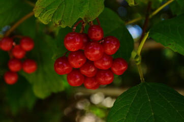Closeup of bunches of red berries of a Guelder rose or Viburnum opulus shrub on a sunny day at the end of the summer season.