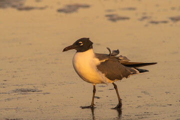 Laughing gull