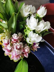 Siam flower or Pathumma or Tulip Thailand White, thick, multi-layered petals arranged in a long, pure, and beautiful bouquet.