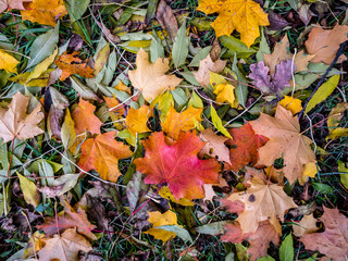 Naklejka na ściany i meble Red and yellow carpet of autumn leaves on the sidewalk